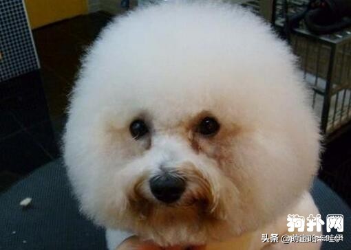 比熊犬有泪痕怎么办,比熊犬泪痕怎么根治