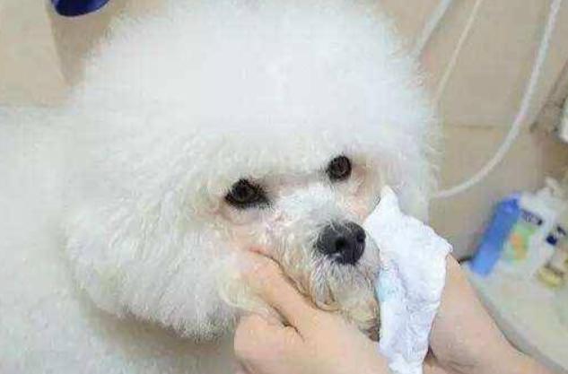 比熊泪痕怎么去除根治,比熊泪痕重怎么去除小妙招