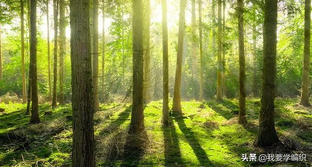 快速去除家中宠物臭味,下水道反味除臭杀菌