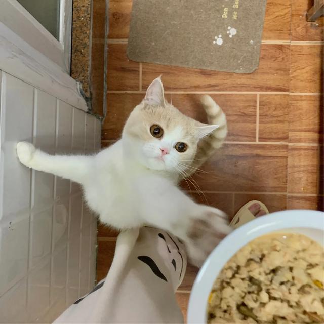 养稀有的英短是什么体验,英短乳白冷知识