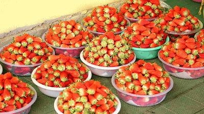 草莓种植技术高产管理视频,草莓高产最新种植技术图片