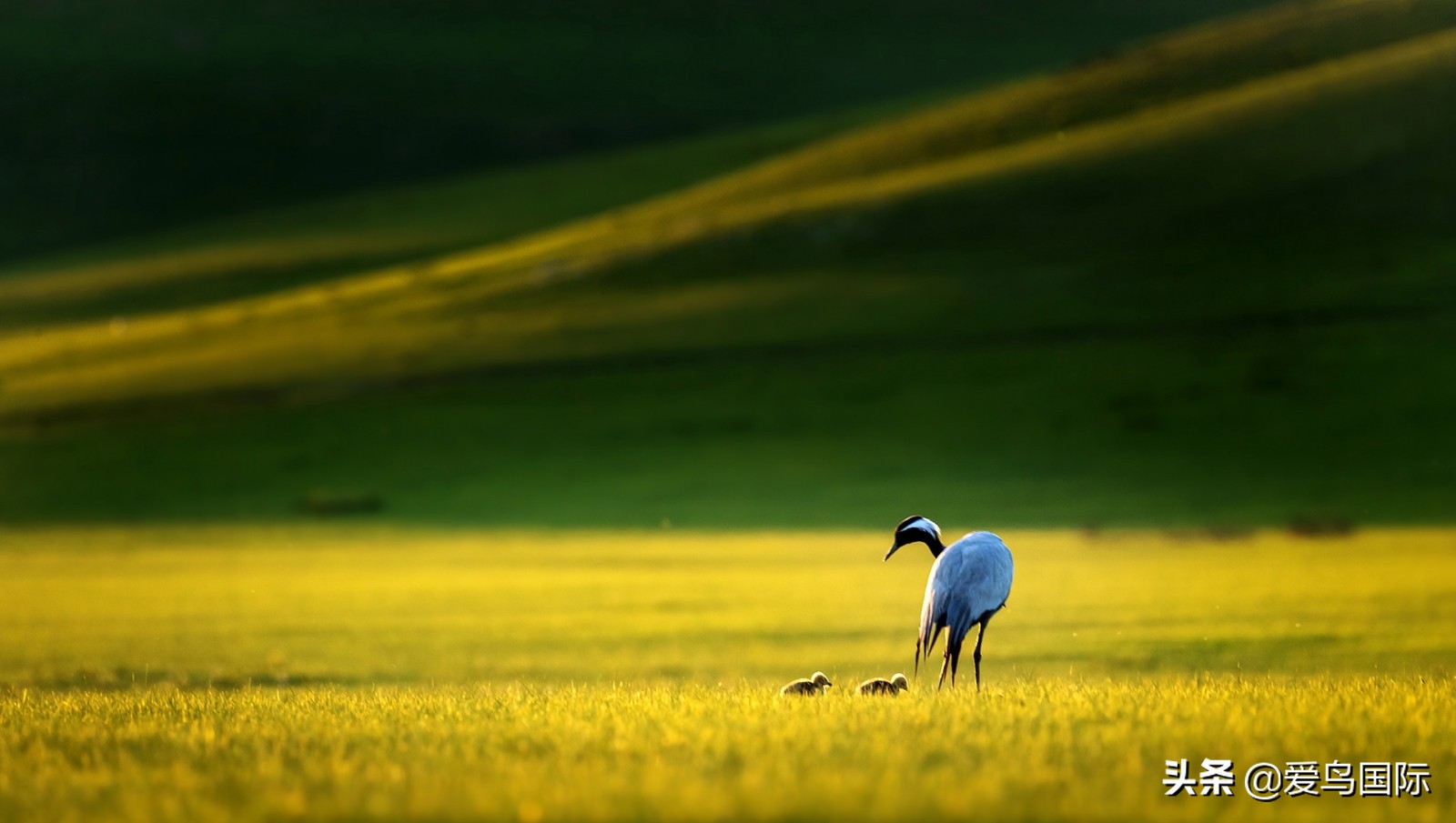 躁动的繁殖季节2021观鸟大年五月精华作品集