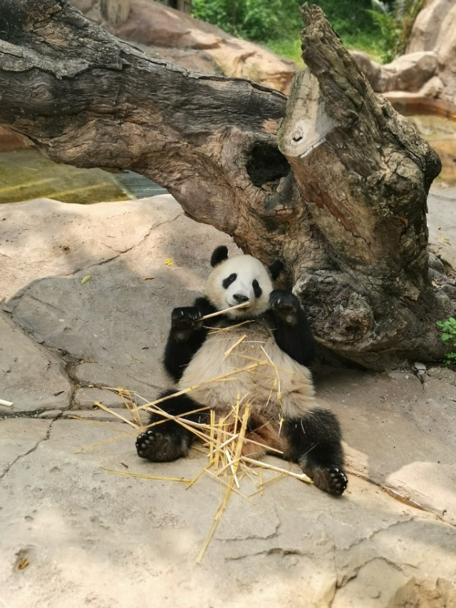 长隆野生动物园自驾车收费,长隆野生动物园儿童要票吗