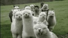 为什么一定要爆藻,为什么国人对鱼情有独钟