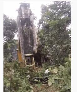 印度大蟒蛇和巨蟒蛇,史前巨蟒和巨型蟒蛇