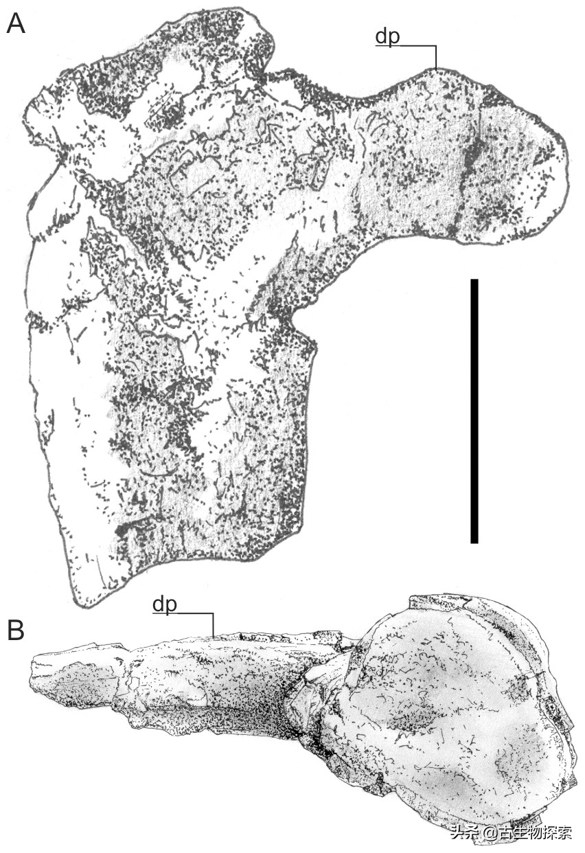 以恐龙为食的翼龙像飞机一样大！