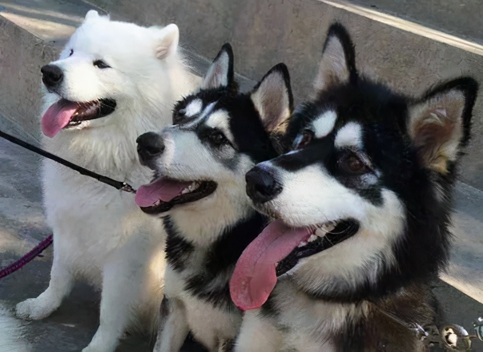 狗本来不掉毛却突然开始掉毛,狗狗身上毛秃了一块