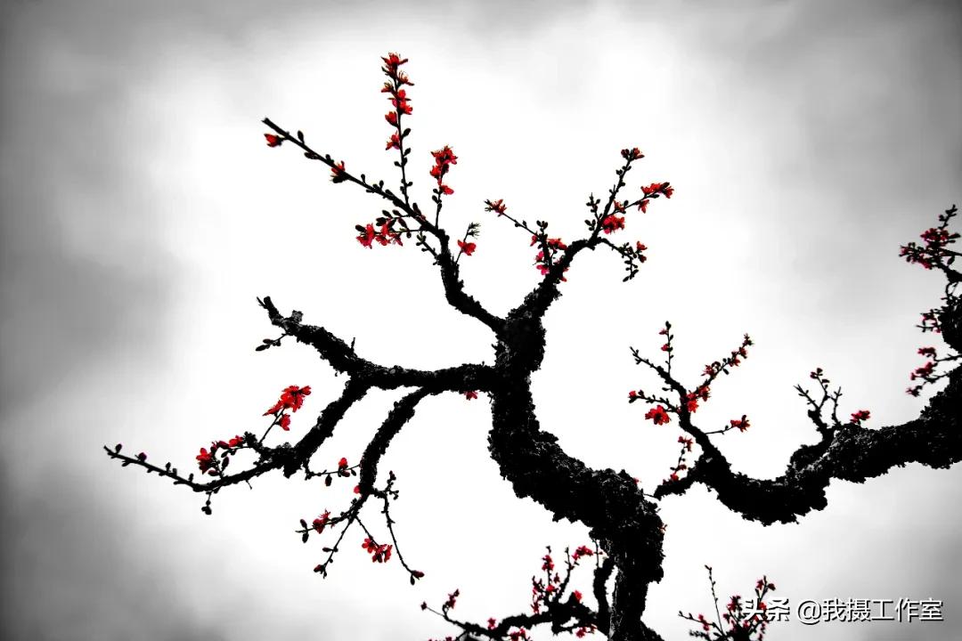 第16届国际摄影艺术展获奖作品,第29届全国摄影艺术展览作品集