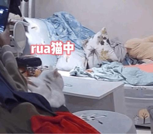 猫在床上尿臭味怎么消除,猫咪放了屁整个身子都臭