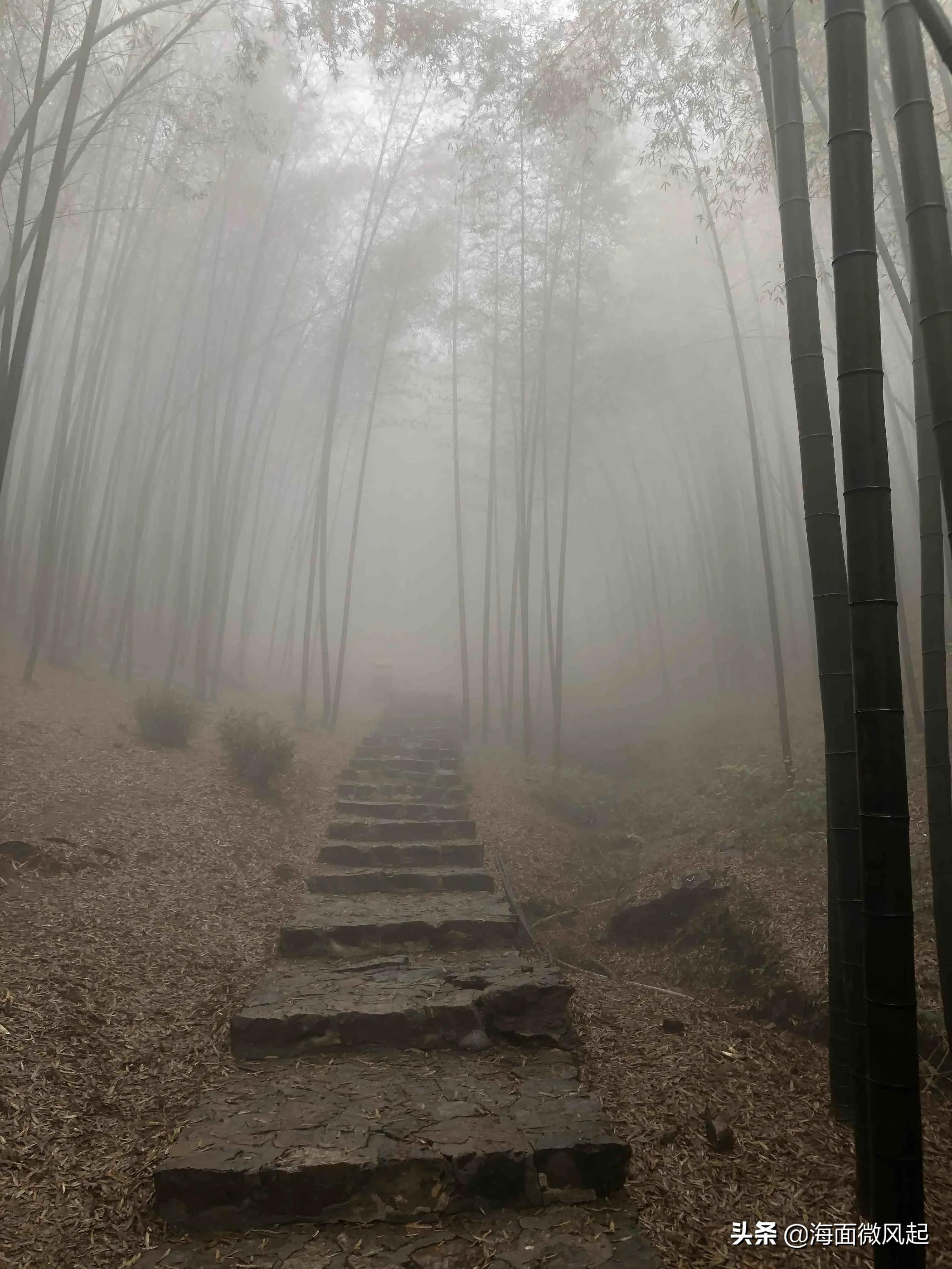 百里竹海森林氧吧,湖北宜兴竹海天然氧吧