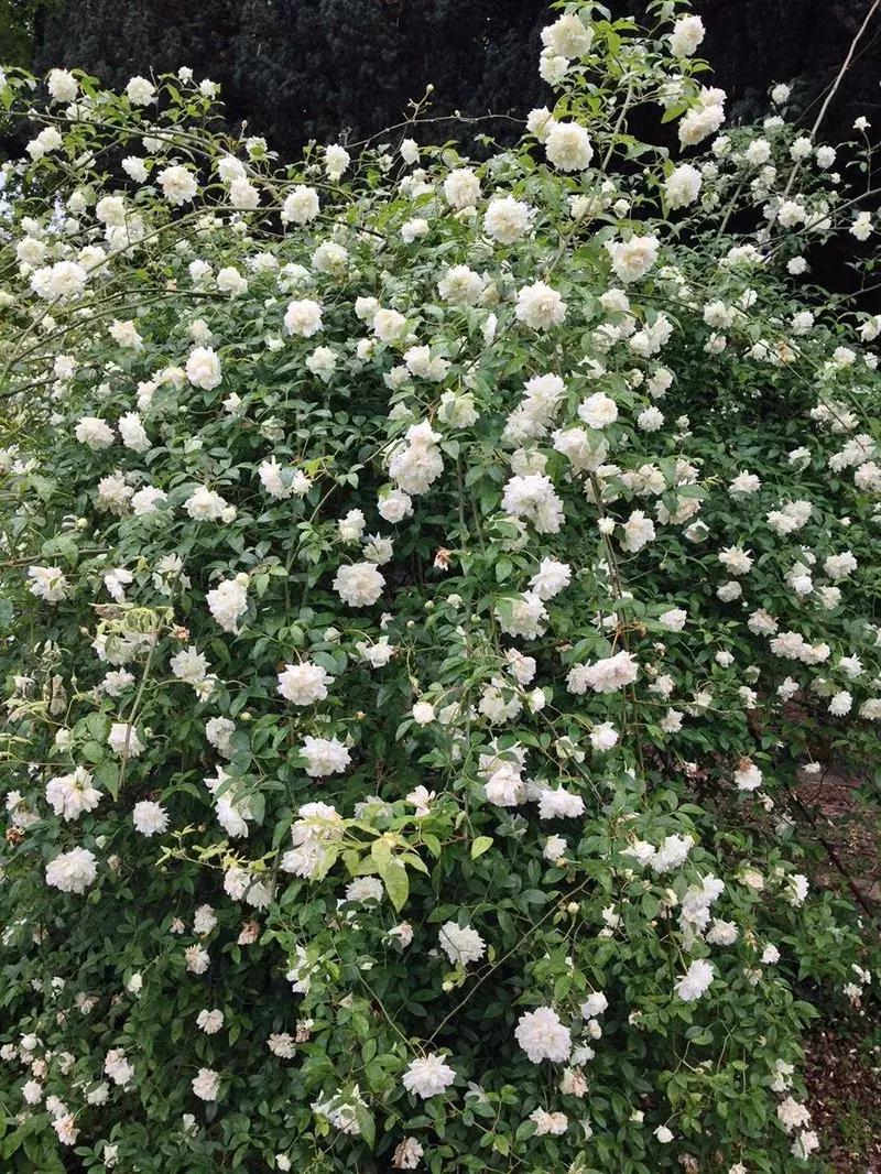 玫瑰和月季和蔷薇的区别图解,月季玫瑰蔷薇芍药牡丹的区别