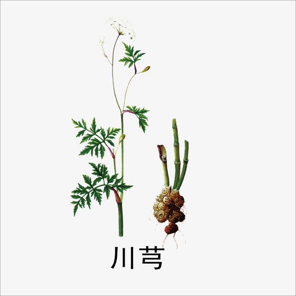 川芎的古今妙用,中药川芎的现代临床应用