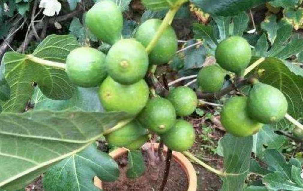 盆栽无花果掉叶子怎么办,布兰瑞克无花果春果掉落