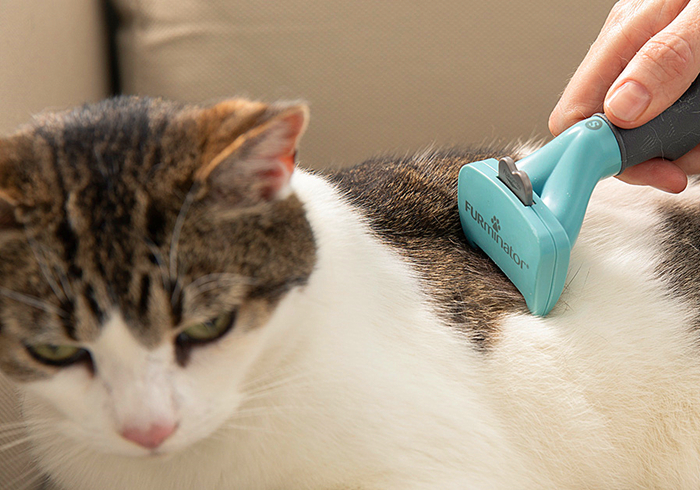 猫静电吸灰小妙招,冬天撸猫有静电怎么办