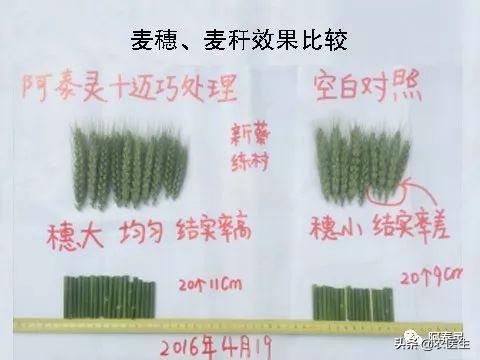 水稻种子需要做哪些处理,水稻种子催芽问题应对