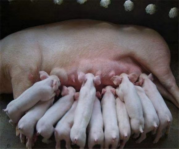 养猪猪种怎么选择,老土猪和新品种猪怎样区分