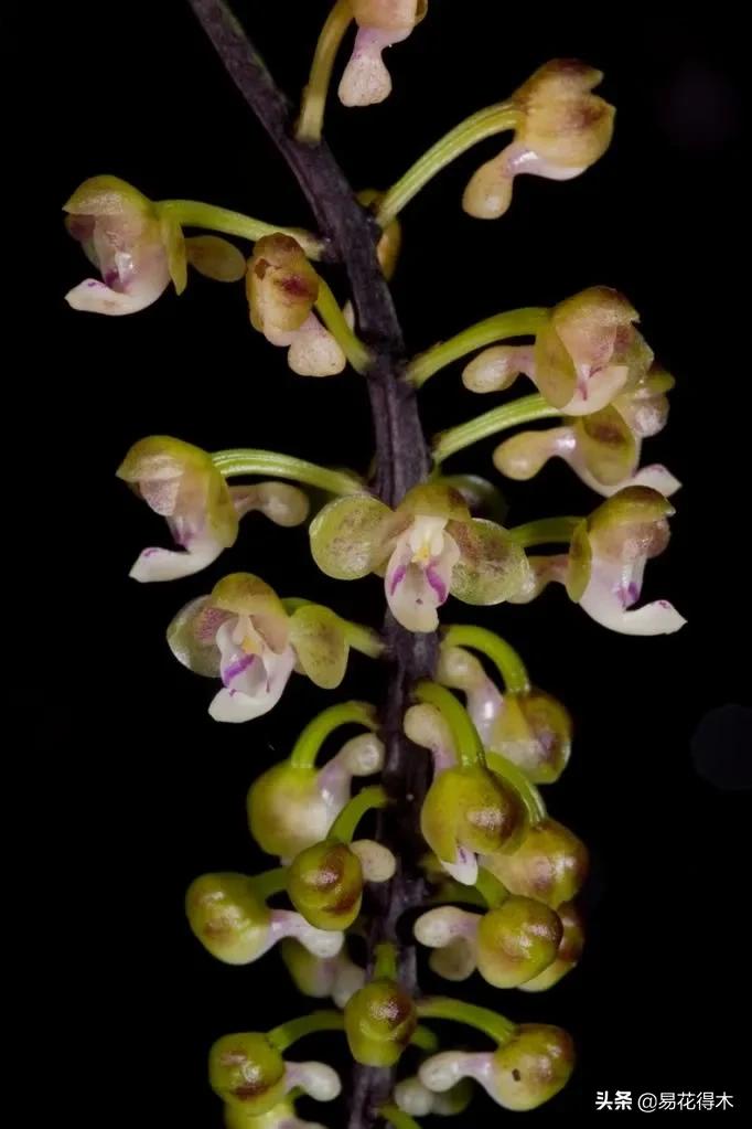 兰花国家级濒危珍稀物种布袋兰,国家保护植物兰花品种介绍