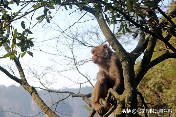 张家界森林公园亲子游攻略,张家界旅游攻略现在张家界气温