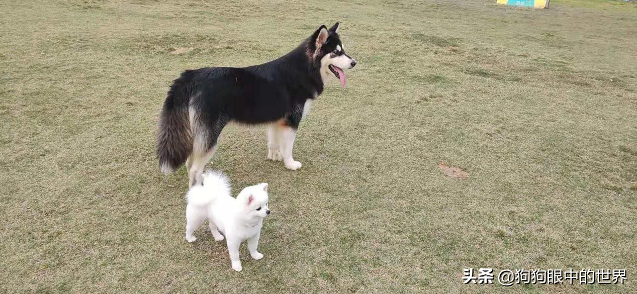 流浪狗治愈抑郁症,没想到自己竟然得了重度抑郁症