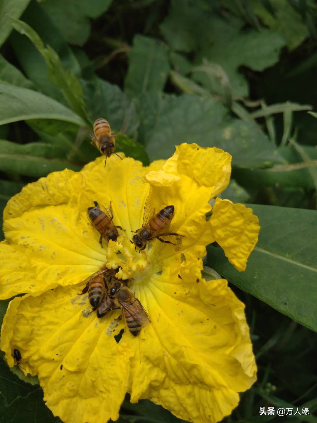 你知道蜜蜂一生要经历几个过程吗,蜜蜂的一生都在干些什么