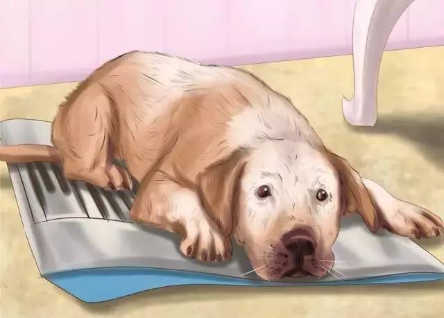 狗狗也会难产吗,狗狗难产怎么帮助它尽快生产