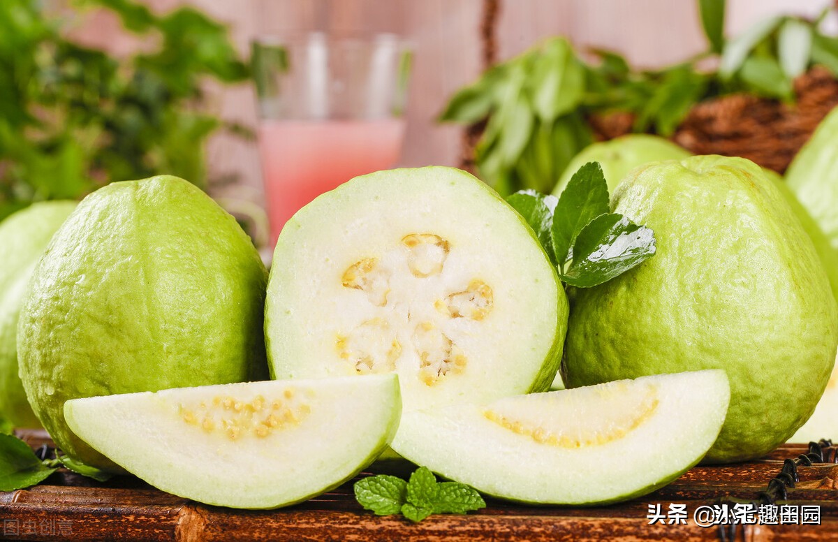 番石榴的品种以及种植技巧和方法,平泉南果北引番石榴喜获丰收