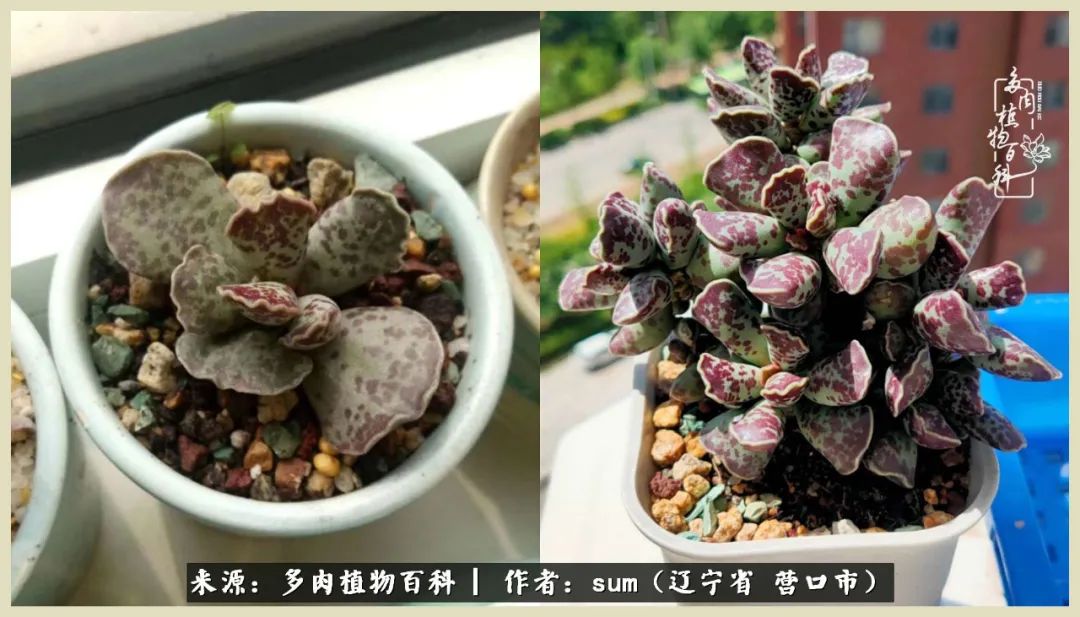 养多肉是一个很治愈的过程,养多肉是一种爱