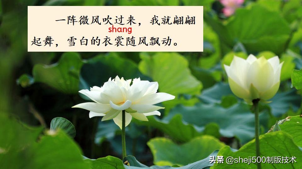 部编版三年级下册语文3荷花讲解,三年级下册部编语文荷花教学视频