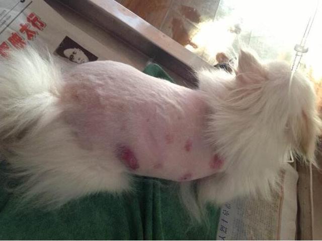 博美犬经常掉毛怎么办?铲屎官了解原因才好对症下药