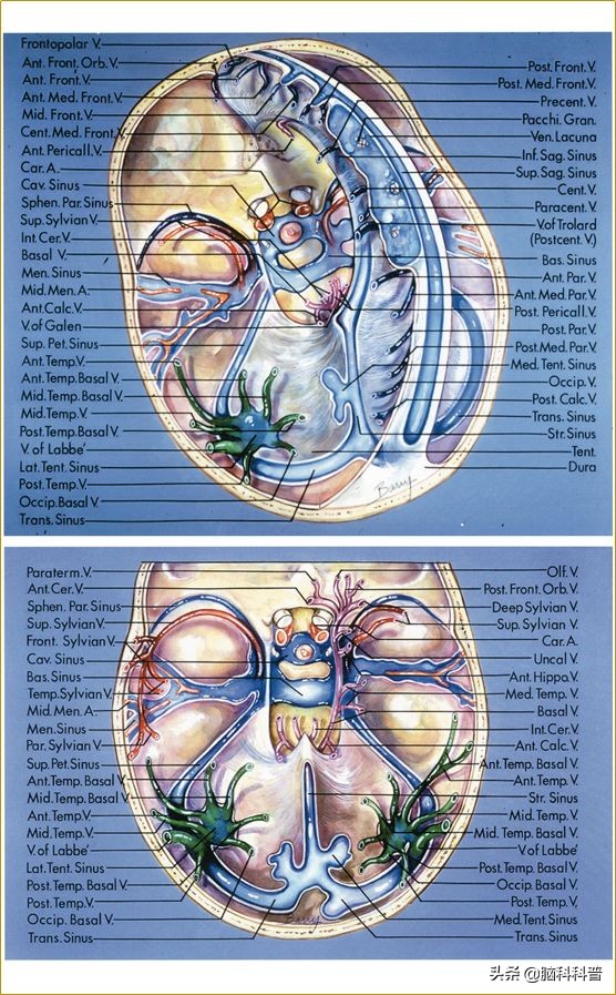 脑静脉分为深浅两支,脑静脉解剖