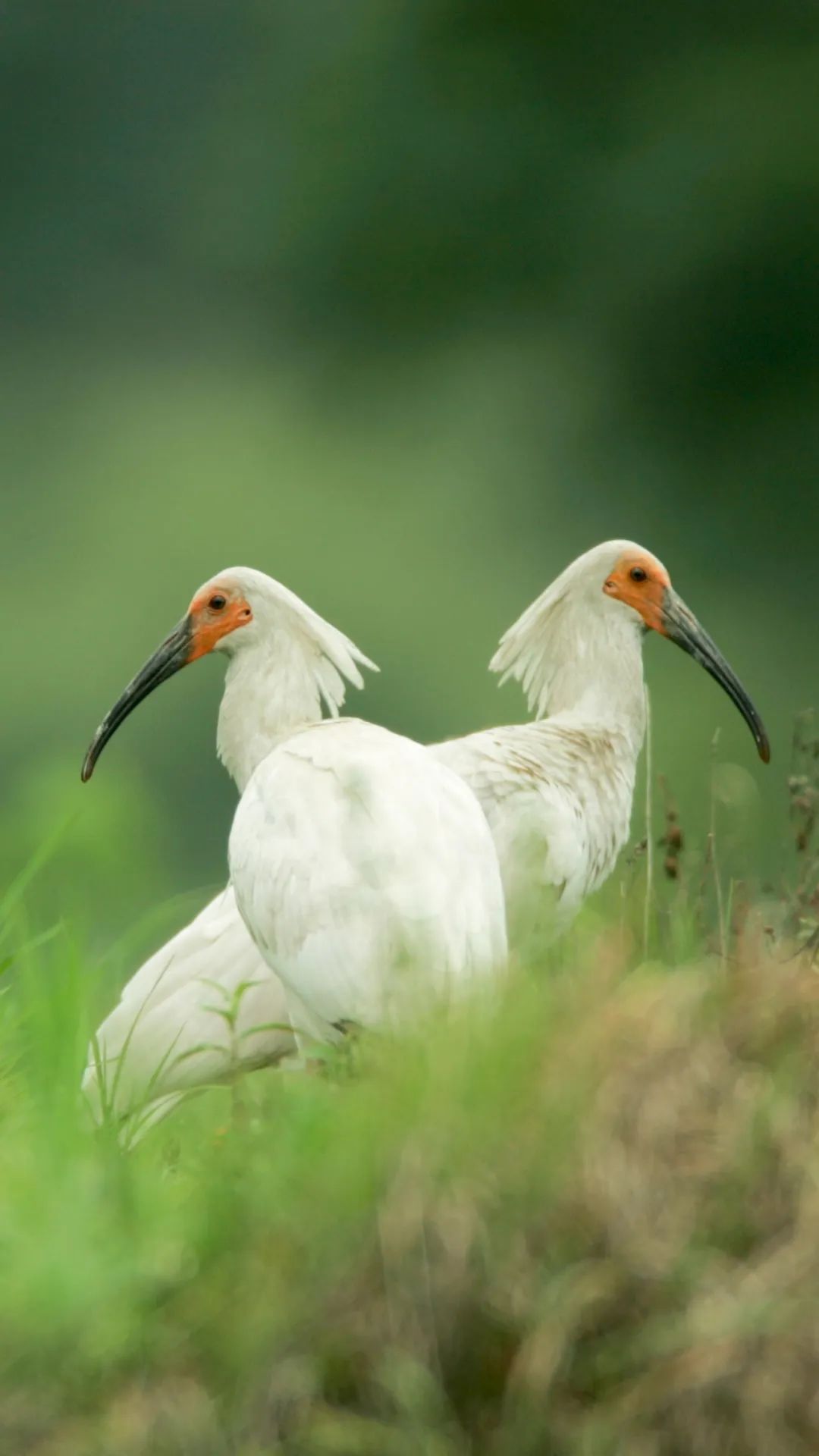 不保护就晚了！你最爱的干（小）脆（熊）面（猫）比大熊猫还濒危