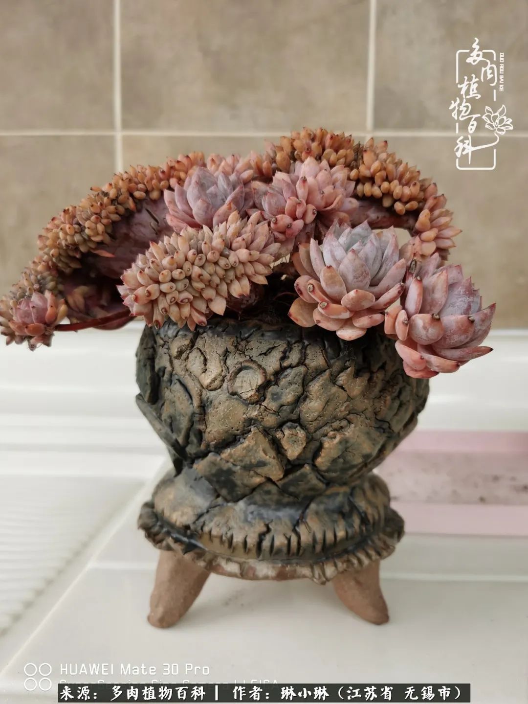 多肉变美是需要时间的,千万别辜负了多肉变美的黄金季节