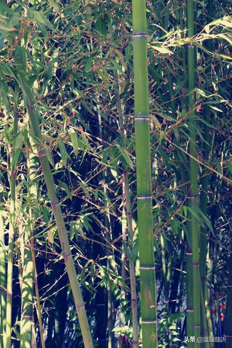 竹泉村景区,最美竹泉村