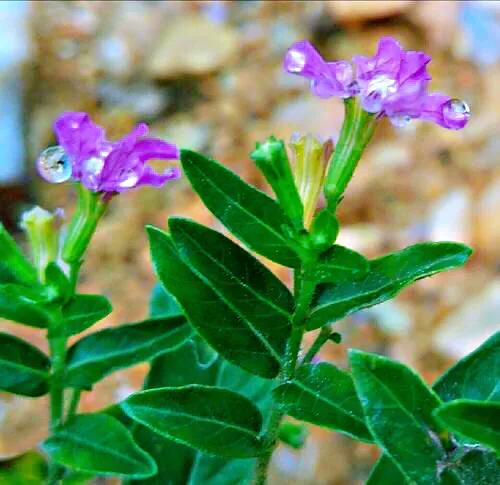 细叶萼距花的养殖方法,细叶萼距花的功效与作用