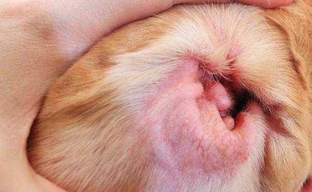 狗狗耳朵有异味发臭用什么药,狗狗耳朵发臭怎么办