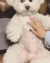 对外人警惕性最高的狗狗,最危险的七种狗狗遇到一定要躲开