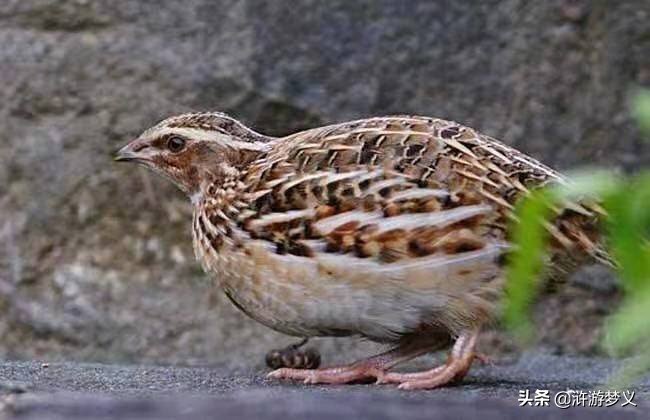 那些说不出名字的鸟,常见的纯黑色羽毛的鸟有哪些