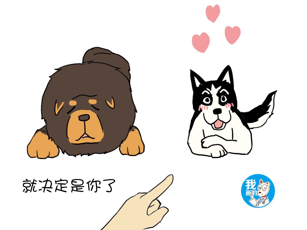 关于藏獒的一些基础知识,藏獒为什么从小就凶