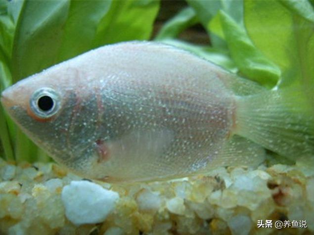 观赏鱼白点病用什么药好,观赏鱼白点病用什么药最好