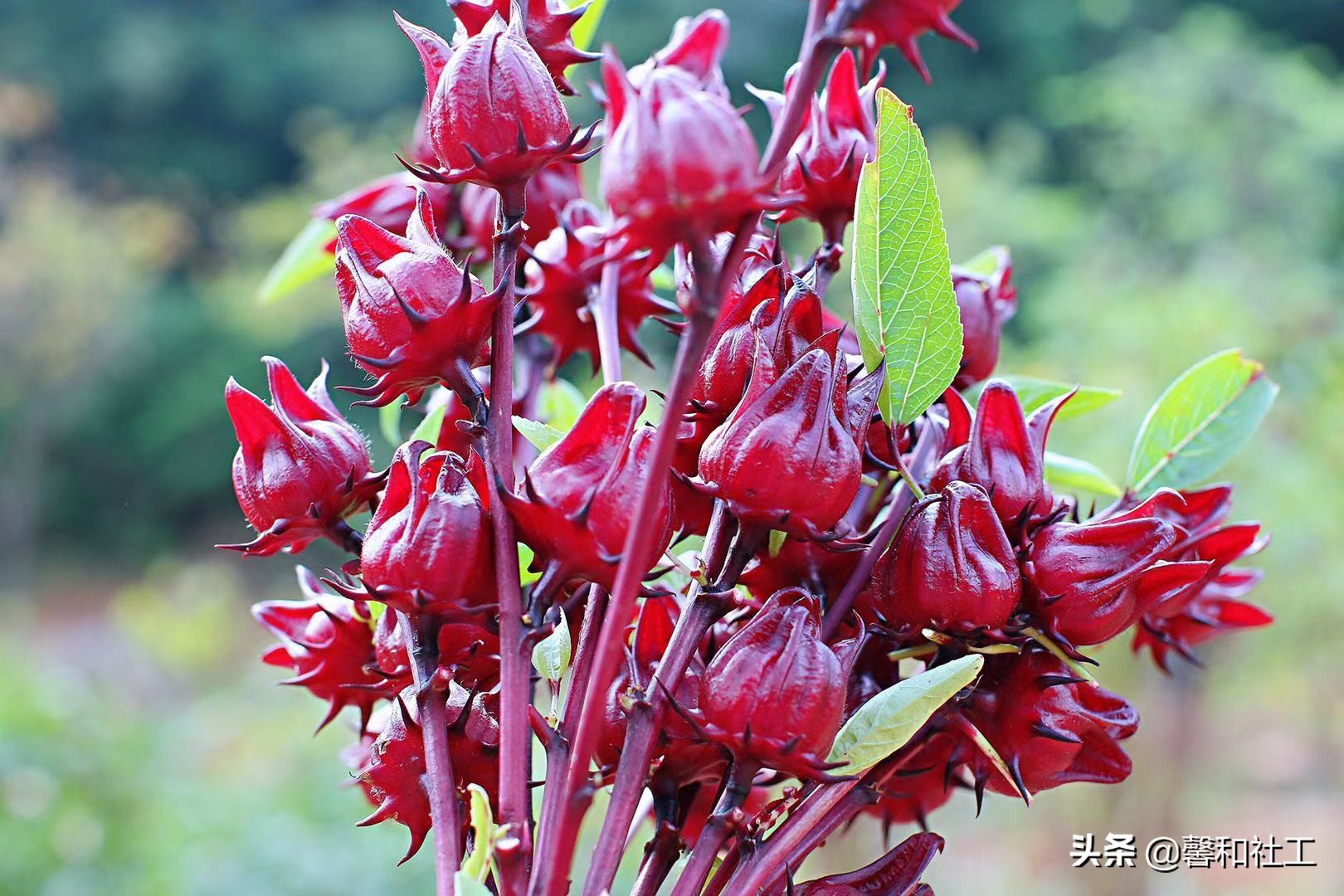 OHTRC精品实操课程||园艺疗法活动设计与评估