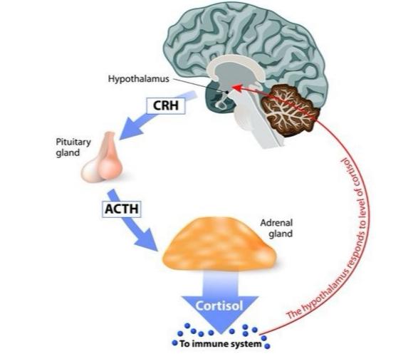为什么皮质醇高影响减脂,减脂期早餐怎么吃降低皮质醇
