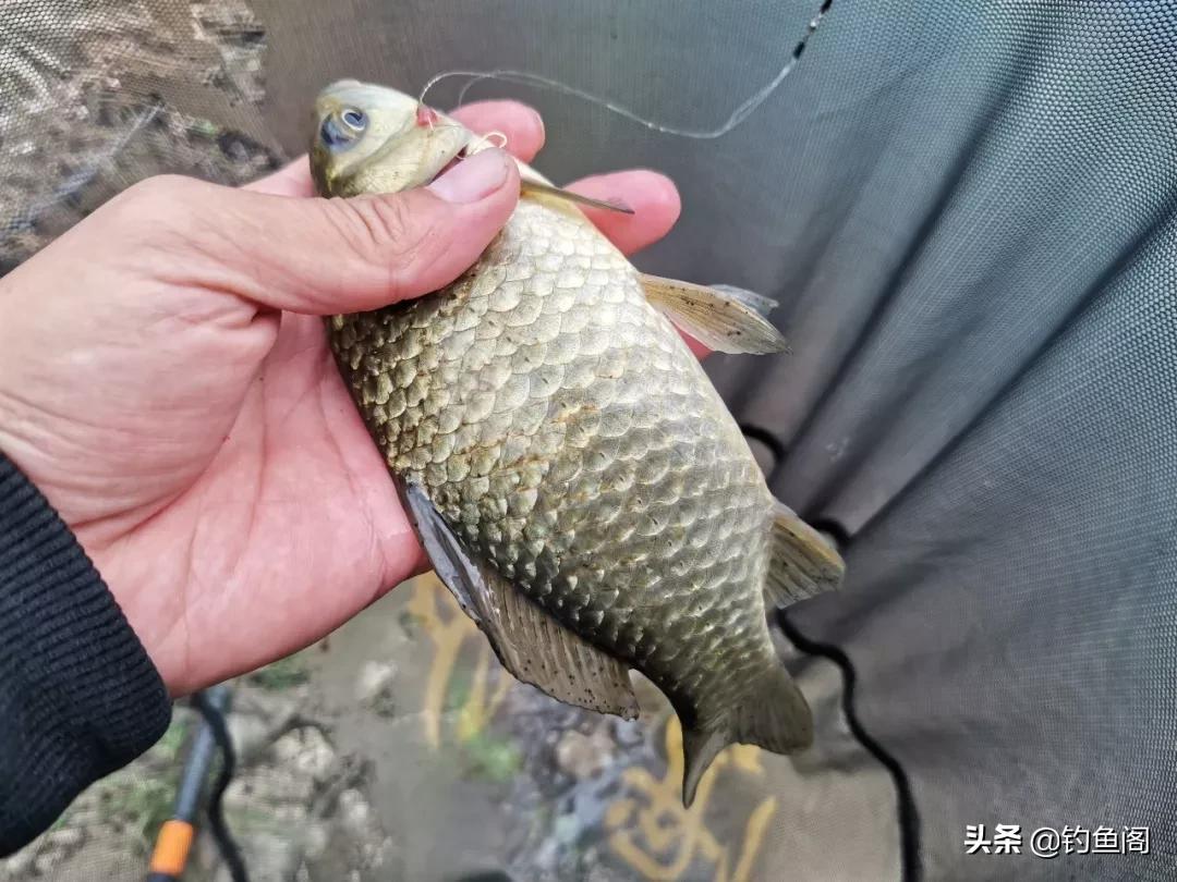 鱼不吃东西怎么办啊,夏季窝料打多了鱼不吃饵怎么办