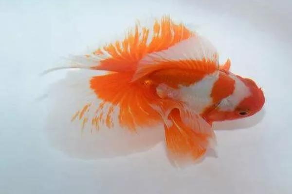 整理箱养兰寿金鱼饲养技巧,兰寿金鱼怎么饲养长得快