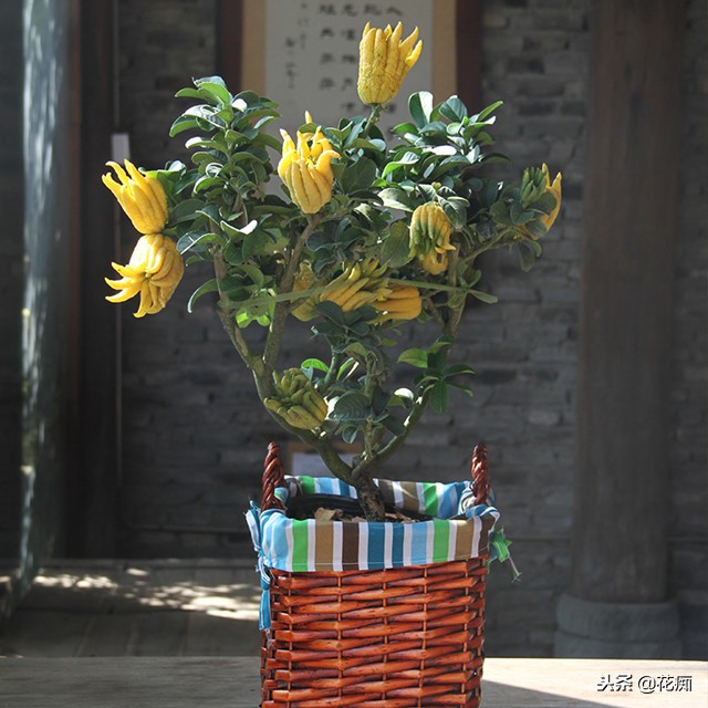 佛手绿植能养在家中吗,盆栽佛手挂果后怎么养护视频