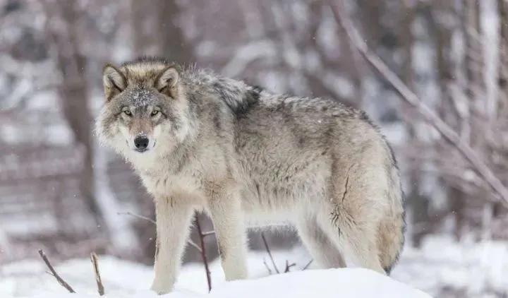 疫情后中国广告销冠全员战狼赢销力军团必须要牢记的50句格言