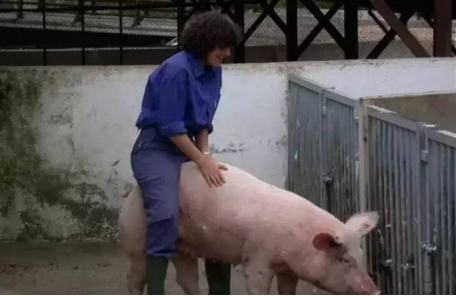 母猪为什么要排毒净化,母猪排毒的最好方法是用什么排毒