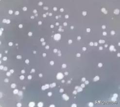 枯草芽孢杆菌能与杀菌剂混用吗,枯草芽孢杆菌能和杀菌剂混用吗