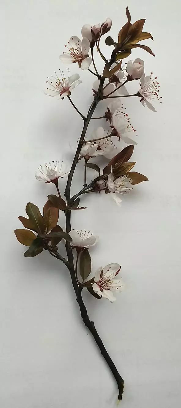 陌上花开缓缓归完整版,陌上花开缓缓归YY