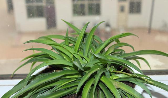 吊兰养开花了,吊兰如何养得又绿又壮