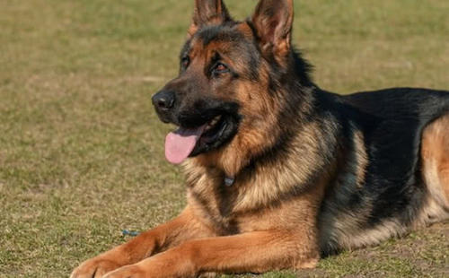 德国牧羊犬六大“可怕之处”，你知道后还敢养吗？